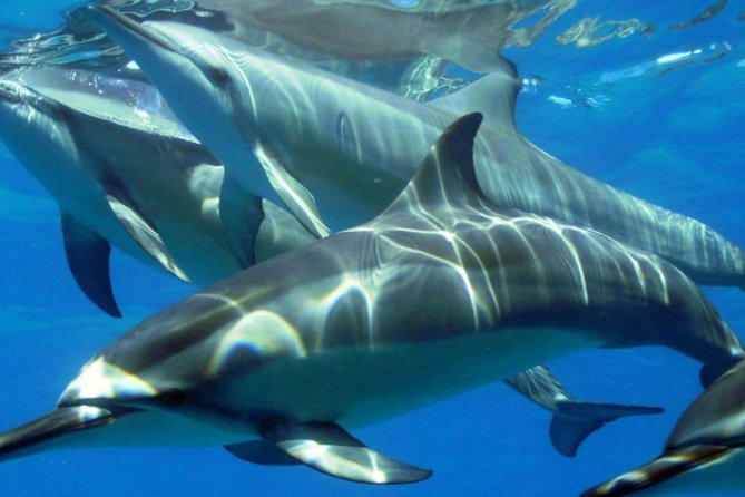 2-Hours Dolphin Excursion in Mauritius - Small-group rules (max 8) and why that matters once you’re in the water