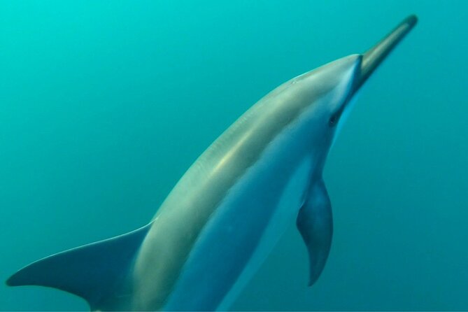 2-Hours Dolphin Excursion in Mauritius - Speedboat time: faster reach, better views, less waiting