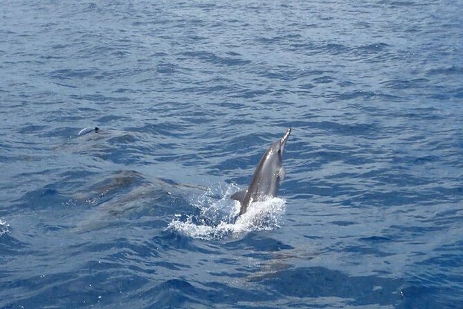 2-Hours Dolphin Excursion in Mauritius - Snorkeling with wild dolphins: what to expect, and what to watch for