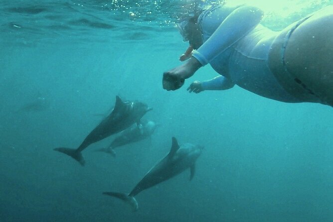 2-Hours Dolphin Excursion in Mauritius - Two locations in play: Black River vs Tamarin Bay