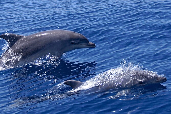 2 Hours Dolphin Watching Cruise in Muscat - Key things to know before you go