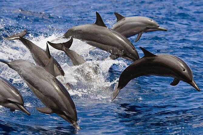 2 Hours Dolphin Watching Cruise in Muscat - Getting out to the Arabian Sea in about two hours
