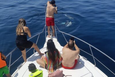 2 Hours Dolphin Watching in Marbella - How Dolphin Spotting Works Here (and How Not to Get Burned)