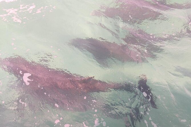 2 Hours Swim with the Dolphins in Panama City - Key takeaways before you book