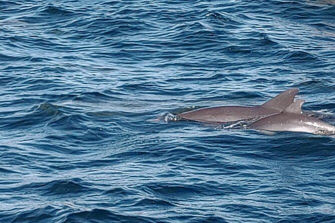 2 Hours Swim with the Dolphins in Panama City - 2 hours with a max of 6: why this boat setup matters