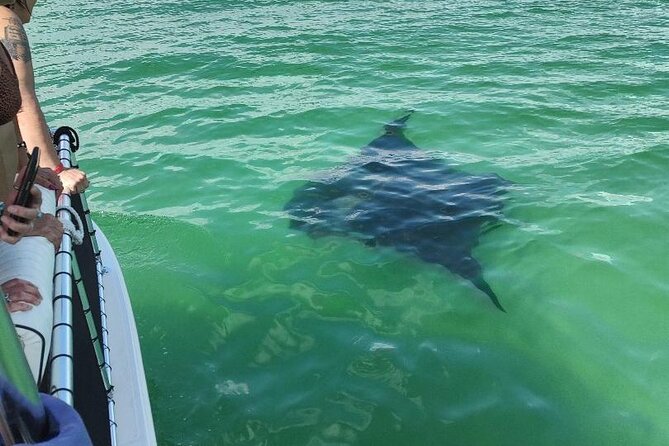2 Hours Swim with the Dolphins in Panama City - Shell Island: the bonus stop that makes the day feel complete