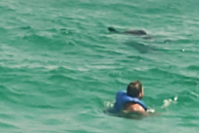 2 Hours Swim with the Dolphins in Panama City - Price and value: is $71 worth 2 hours of wild dolphin time?