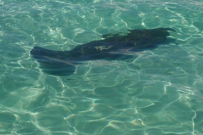 2 Hours Swim with the Dolphins in Panama City - What swimming with dolphins feels like (and how to do it comfortably)