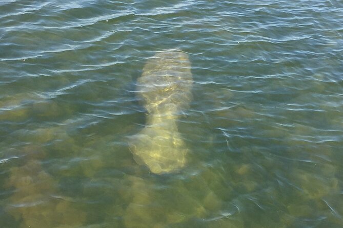2 Hr Dolphin Melbourne, Merritt Island ,Cocoa Beach.1030 am - Why Cocoa Beach’s Intracoastal route is such a good bet