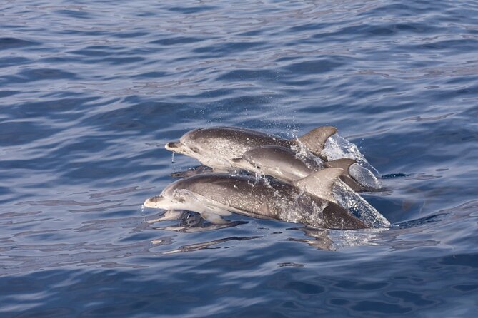 2 HR Dolphin Tour in North Myrtle Beach - Price and value: is $37 a good deal for a dolphin tour?