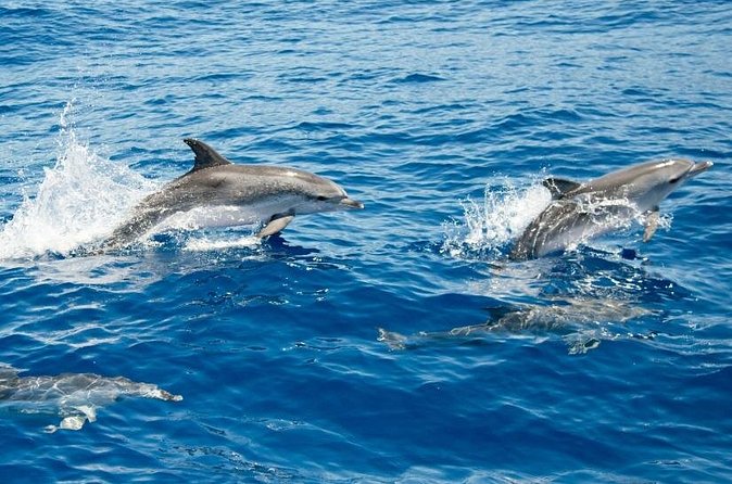 2 HR Dolphin Tour in North Myrtle Beach - Captain and crew: friendly service, active searching, and kids who get involved