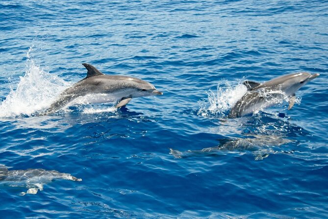2 HR Dolphin Tour in North Myrtle Beach - Timing tips: morning trips can feel best, but be ready for wildlife variability