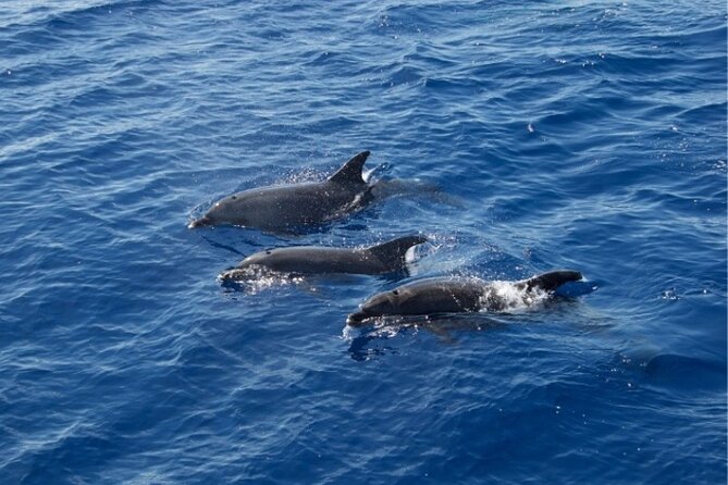 2 HR Dolphin Tour in North Myrtle Beach - Getting there: mobile ticket and easy access near public transport