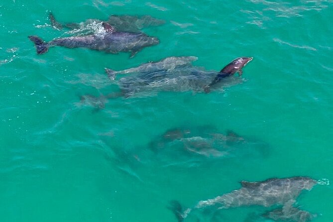 2 Passenger Jet Ski Dolphin Tour from Gilligan’s Watersports - Where You Meet and What the Start Feels Like
