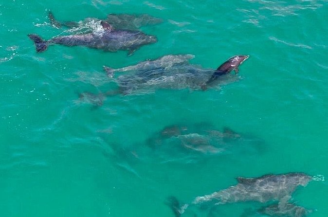 2 Passenger Jet Ski Dolphin Tour from Gilligan’s Watersports - What Wildlife Time Feels Like When It Happens