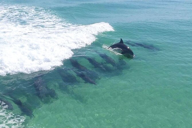 2-Stop Snorkeling and Dolphin Cruise from Destin - Key things I’d plan around