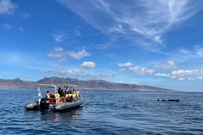 2h Dolphin and Whale Viewing + Snorkeling Tour - Key things I’d plan around