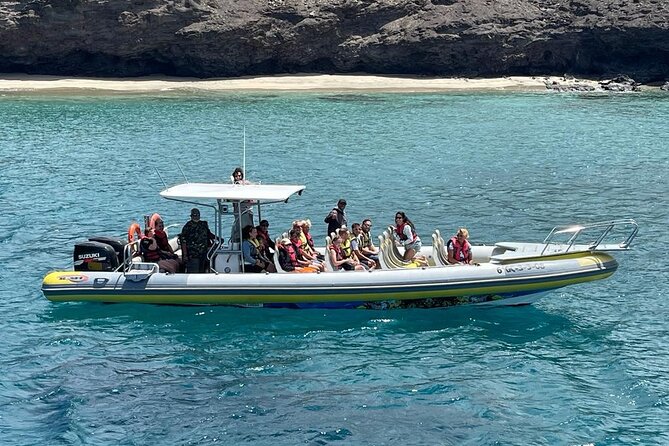 2h Dolphin and Whale Viewing + Snorkeling Tour - Small-Group Feel: Why the boat size matters for dolphins