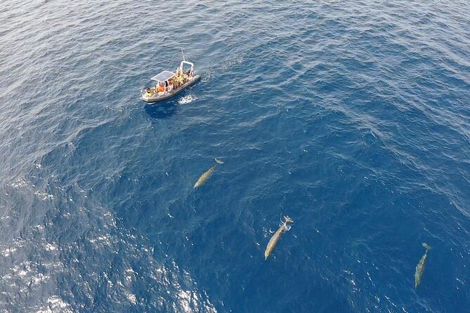 2h Dolphin and Whale Viewing + Snorkeling Tour - Snorkeling Stop: what the 30 minutes really gives you