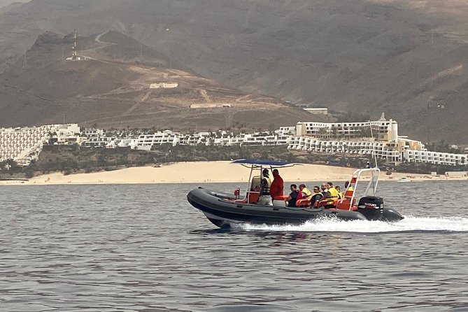 2h Dolphin and Whale Viewing + Snorkeling Tour - Price and Value at $62.88: what you’re really paying for