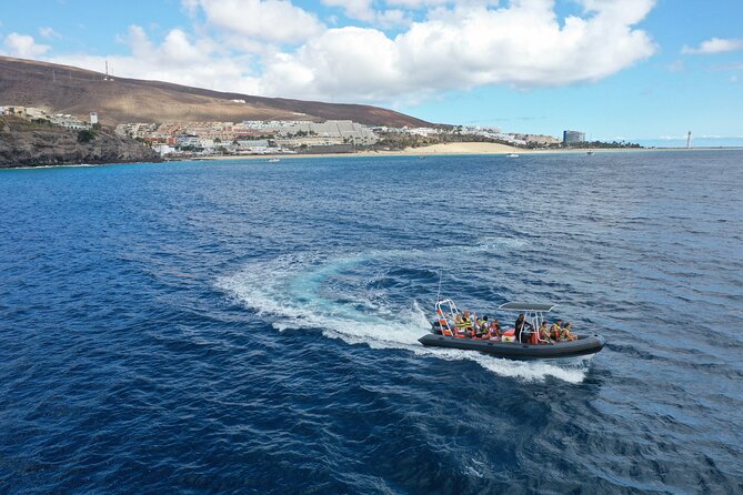 2h Dolphin and Whale Viewing + Snorkeling Tour - Your 2-Hour Timeline: fast runs, cetacean spotting, and a snorkeling break