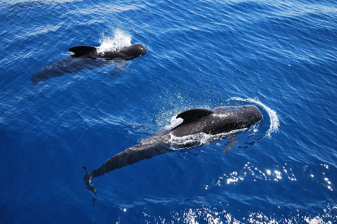 2h Viking Cruise Whales & Dolphins Watching - Dolphins and whales: what you should expect (and what you can’t)