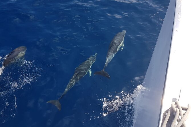 2hrs Dolphins Sunset Sailing Cruise With Drink - What You Really Get: Mojitos, Snacks, and the Onboard Drink Options