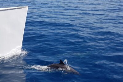 2hrs Dolphins Sunset Sailing Cruise With Drink - Boarding at Varadero: Quick Start, But Know the Meeting Point Reality