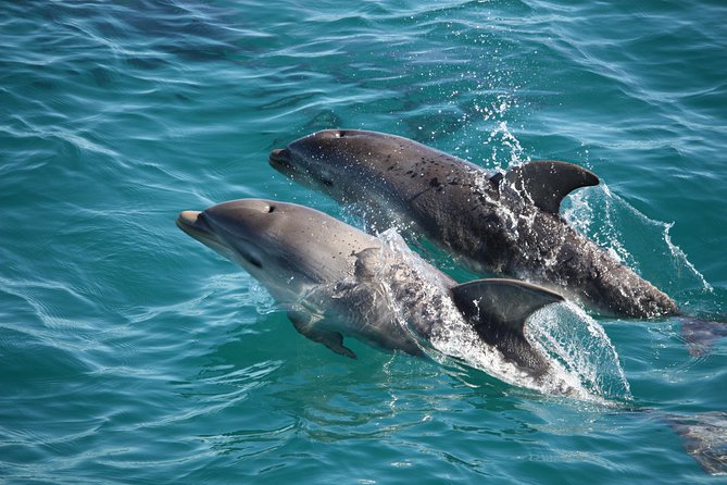 3-Hour Dolphin and Seal Sightseeing Cruise, operated with swim tour passengers - Key things to know before you go