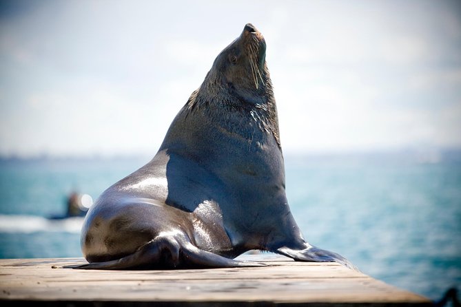 3-Hour Dolphin and Seal Sightseeing Cruise, operated with swim tour passengers - Sorrento departure and what 3 hours gets you