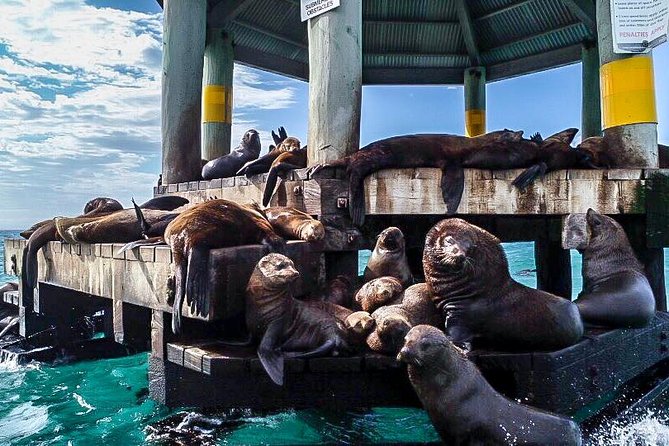 3-Hour Dolphin and Seal Sightseeing Cruise, operated with swim tour passengers - Sightseeing-only ticket: how this cruise works with the swim tour