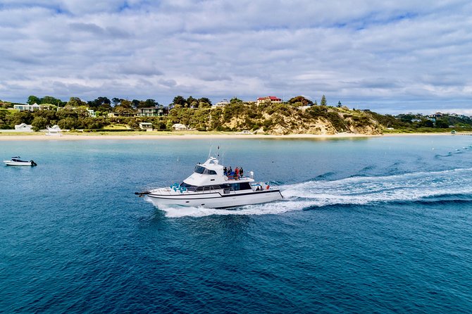 3-Hour Dolphin and Seal Sightseeing Cruise, operated with swim tour passengers - The Port Phillip Bay route: Heads, The Rip, and Popes Eye Marine Park