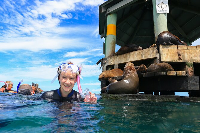 3 hour Dolphin and Seal Swim (NOV-APR) - From Sorrento Pier to Port Phillip Bay on the Moonraker
