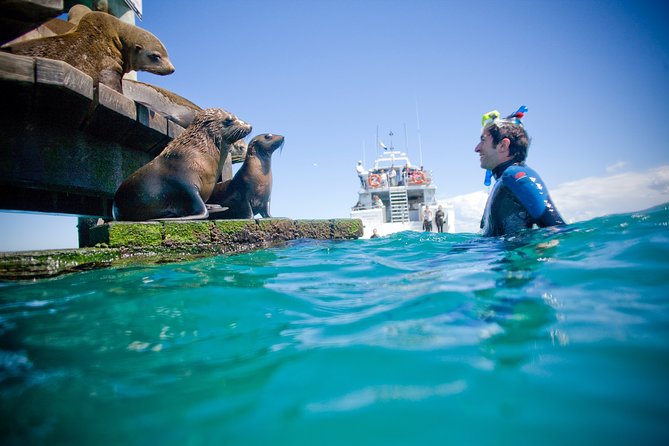 3 hour Dolphin and Seal Swim (NOV-APR) - The dolphin search: watch first, then swim