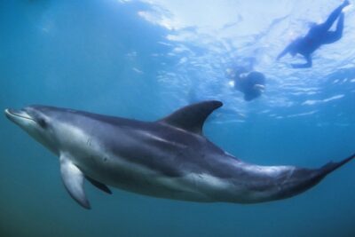 3 hour Dolphin and Seal Swim (NOV-APR) - Chinaman’s Hat: the seal snorkel that sets the tone