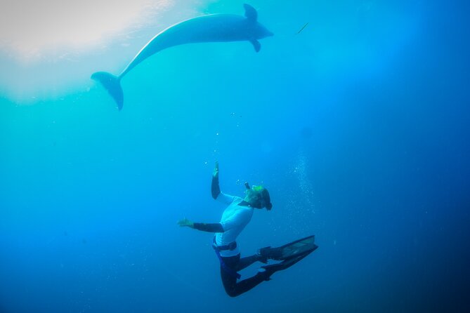 3 hour Dolphin and Seal Swim (NOV-APR) - Comfort on board: café, bathrooms, and real breaks