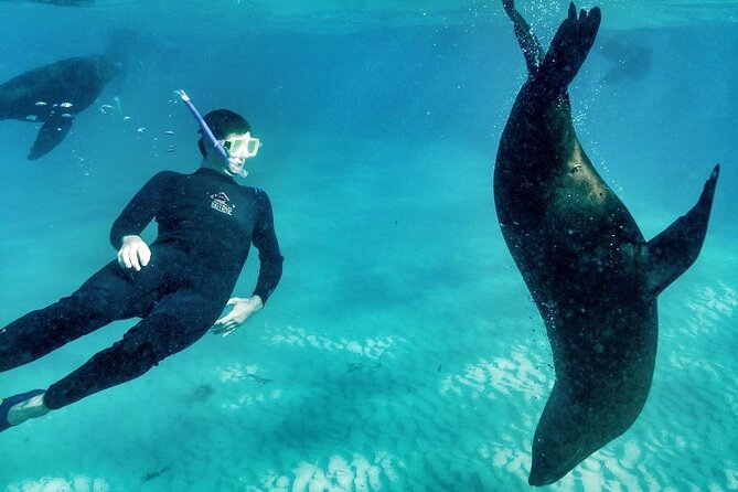 3 hour Dolphin and Seal Swim (NOV-APR) - Price and value: is $150.62 reasonable for this experience?