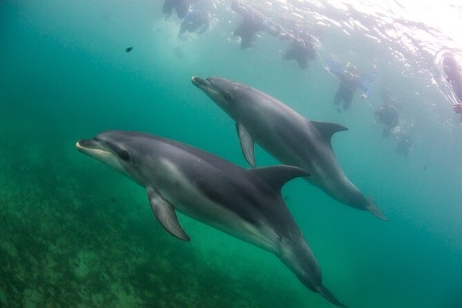 3 hour Dolphin and Seal Swim (NOV-APR) - Who should book this dolphin and seal swim
