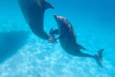 3 Hour Dolphin Tour and Snorkeling in Shell Island - Meeting at 312 Bay Shore Dr: Simple Logistics, Less Fuss