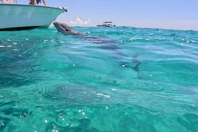 3 Hour Dolphin Tour and Snorkeling in Shell Island - Dolphins You Can Actually Learn From, Not Just See