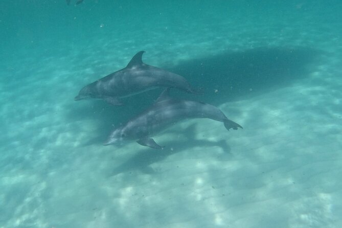 3 Hour Dolphin Tour and Snorkeling in Shell Island - What to Bring (and What You Don’t Need)