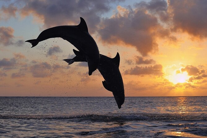 3-Hour Dolphin watching at sunset with aperitif - Key points before you go