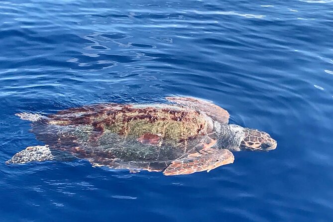 3-Hour Dolphin watching at sunset with aperitif - The night swim under stars: the fun part, plus comfort tips