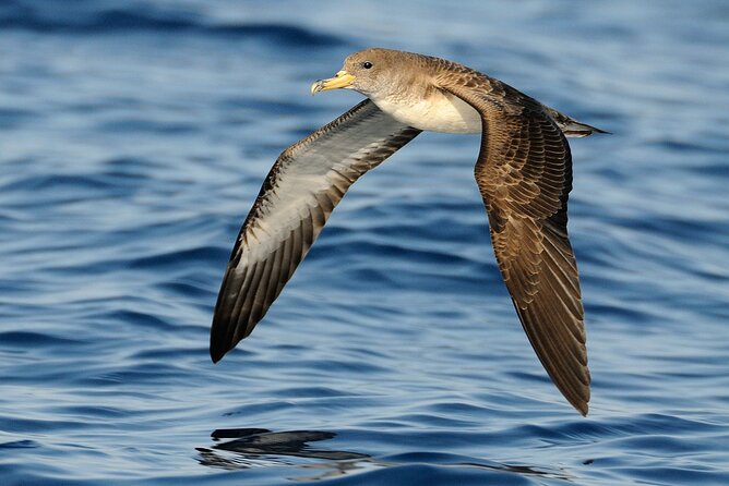 3-Hour Dolphin watching at sunset with aperitif - Who should book this sunset dolphin cruise (and who should skip it)