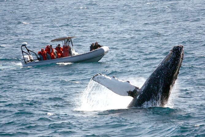 3-Hour Guided Whale and Dolphin Watching Experience in San Diego - Key Takeaways Before You Go