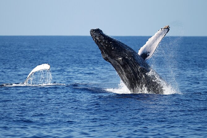 3-Hour Guided Whale and Dolphin Watching Experience in San Diego - Meeting at 1380 Harbor Island Dr: Your Smooth Start