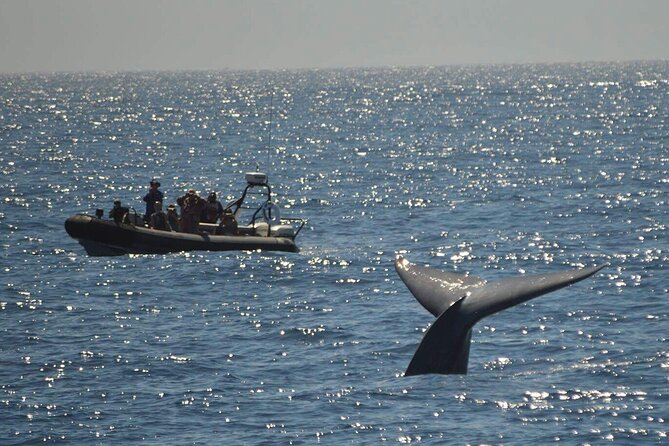 3-Hour Guided Whale and Dolphin Watching Experience in San Diego - Why the Guides Matter (Captain Rick, Chris, Kyle, and Bree)