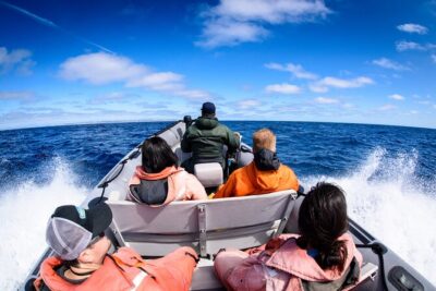 3-Hour Guided Whale and Dolphin Watching Experience in San Diego - A Small-Boat Whale Watch That Actually Feels Like a Hunt
