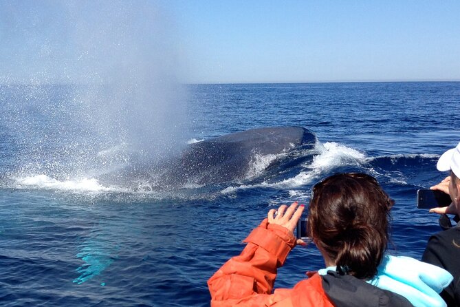 3-Hour Guided Whale and Dolphin Watching Experience in San Diego - Dress for the Cold: The 10–15 Degree Rule