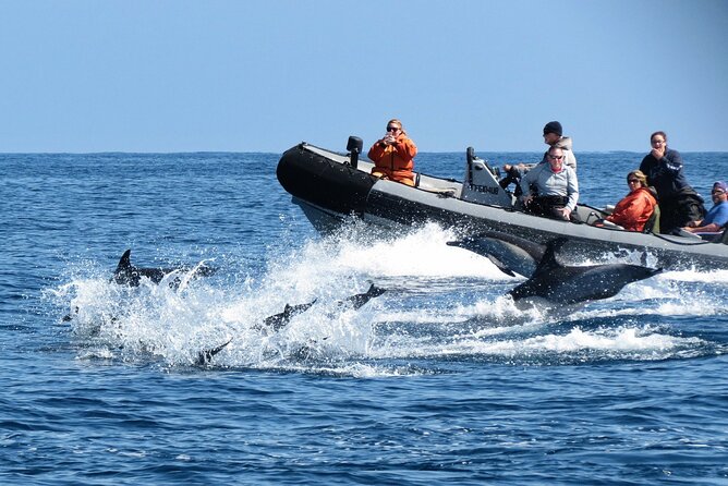 3-Hour Guided Whale and Dolphin Watching Experience in San Diego - Time on the Water: 2.5 to 3 Hours, Not a Full Day